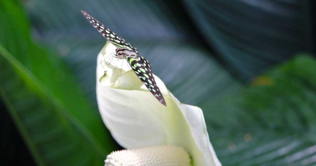 Does Peace Lily Attract Bugs?