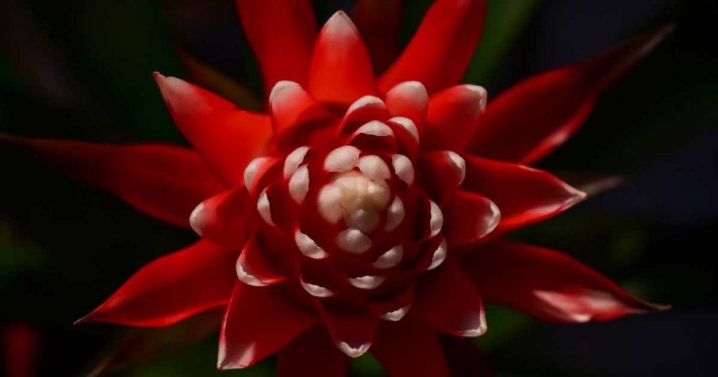 Can Bromeliads Grow in Low Light?