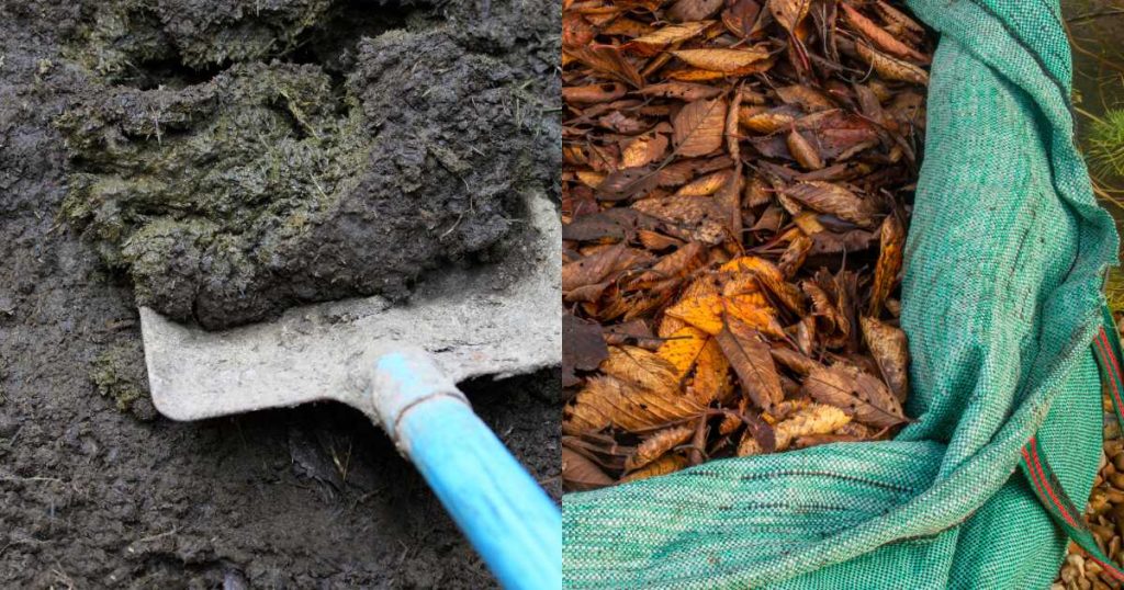 Using Composted Leaves and cow manure as mushroom compost alternatives 