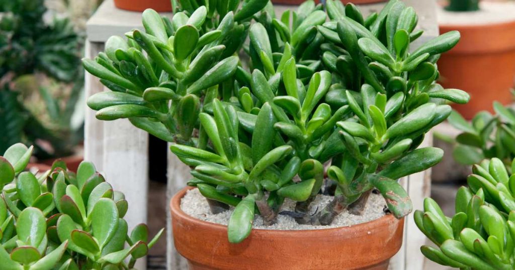 How to Care for A Jade Plant in a Pot