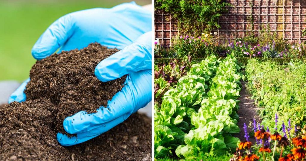 Is Peat Moss Good for Vegetable Gardens?