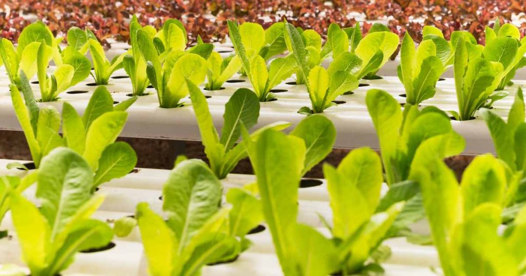 Hydroponic Plants Growing Faster Than Soil